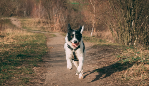 What is the Best Joint Supplement for Dogs
