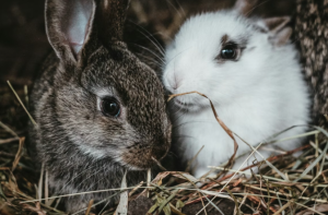 How to Keep Rabbits Warm in Winter