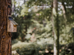 Bird Nest Box Guide - UK