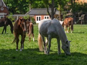 Equine Cushing’s Disease – The Complete Guide
