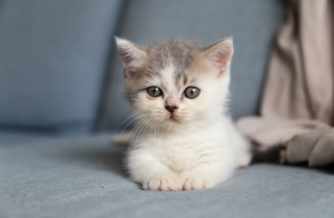 New Kitten Checklist
