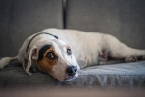 What is the Best Probiotic for Dogs