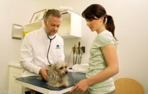 Taking your dog to the vet: How to reduce stress