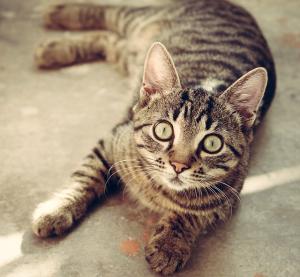 Renal failure in cats