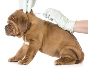 Microchipping your dog: why do it and how it works