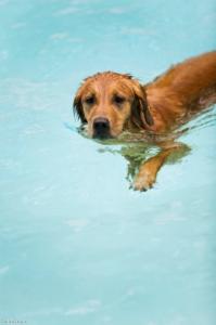 Why take your dog swimming?
