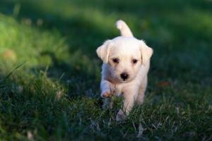 First steps to puppy training