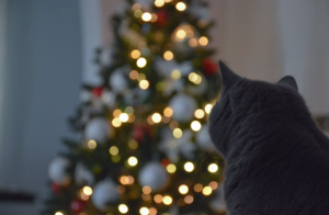 How to Cat Proof Your Christmas Tree