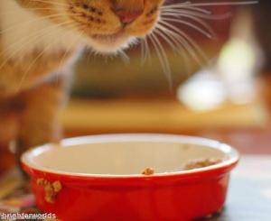 How to store your cat's food correctly