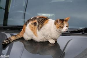 Top tips for car travel with cats