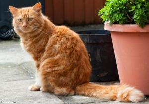 Cat owners pick gingers over tabbies