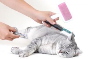 Grooming Is Important For Many Pets