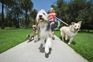 New app helps families keep track of dog care