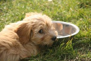 Tips for keeping your dog hydrated