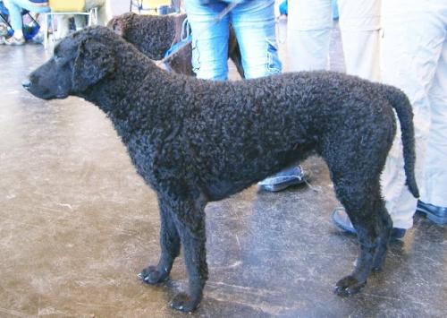 Curly Coated Retriever Facts And, Curly Coated Retriever Facts