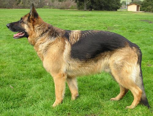 German Shepherd Dog (Alsatian) | Facts and Information | VioVet
