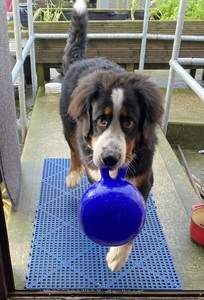 Image for review Perfect for Bernese Mountain Dog