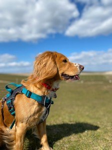 Image for review Sotnos Travel & Walking Dog Harness