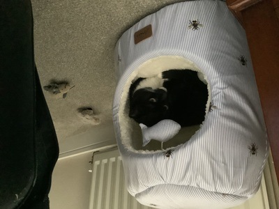 Image for review Joules pet bed