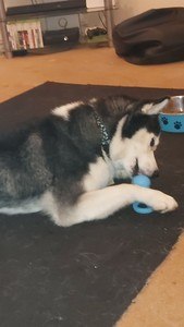 Image for review My 4 year old husky love it