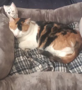 Image for review Cat loves her new bed