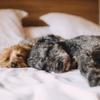 Avoid cold and flu season for your pooch Image