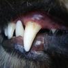 How to brush your dog's teeth Image