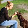 The benefits of a raw food diet for dogs Image