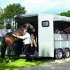 Safe travel for horses over long distances Image