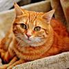 Stomach problems in cats Image