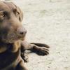 The UK's 10 Most Popular Dog Breeds Image