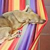 Warm Weather Care Tips For Dogs Image