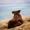 Checklist for travelling abroad with your dog Image