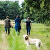 The UK's Best Dog Walks Image
