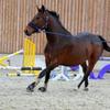 Tips on training your horse Image