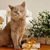Christmas Gift Guide for Cats Image