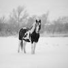 10 things horse owners love about winter Image