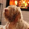 5 things pet owners love about winter Image