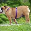 How to help your pet lose weight Image