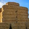 Hay or haylage for a horse with ulcers? Getting forage feeding right. Image