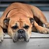 How to spot muscle atrophy in dogs Image