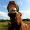 Looking after your horse's teeth Image