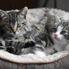 Pros & cons of neutering your kitten Image