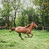What is natural horsemanship? Image