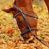 Autumn horse care tips Image