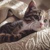 Winter Coat Care For Cats Image