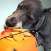 Halloween Pet Safety Tips Image