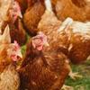 Top 10 Tips for Protecting Poultry from Pesky Pests Image