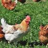 Guide to worm control for keepers of hens Image