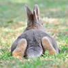 Rabbit poop - what’s normal? A vet guide Image